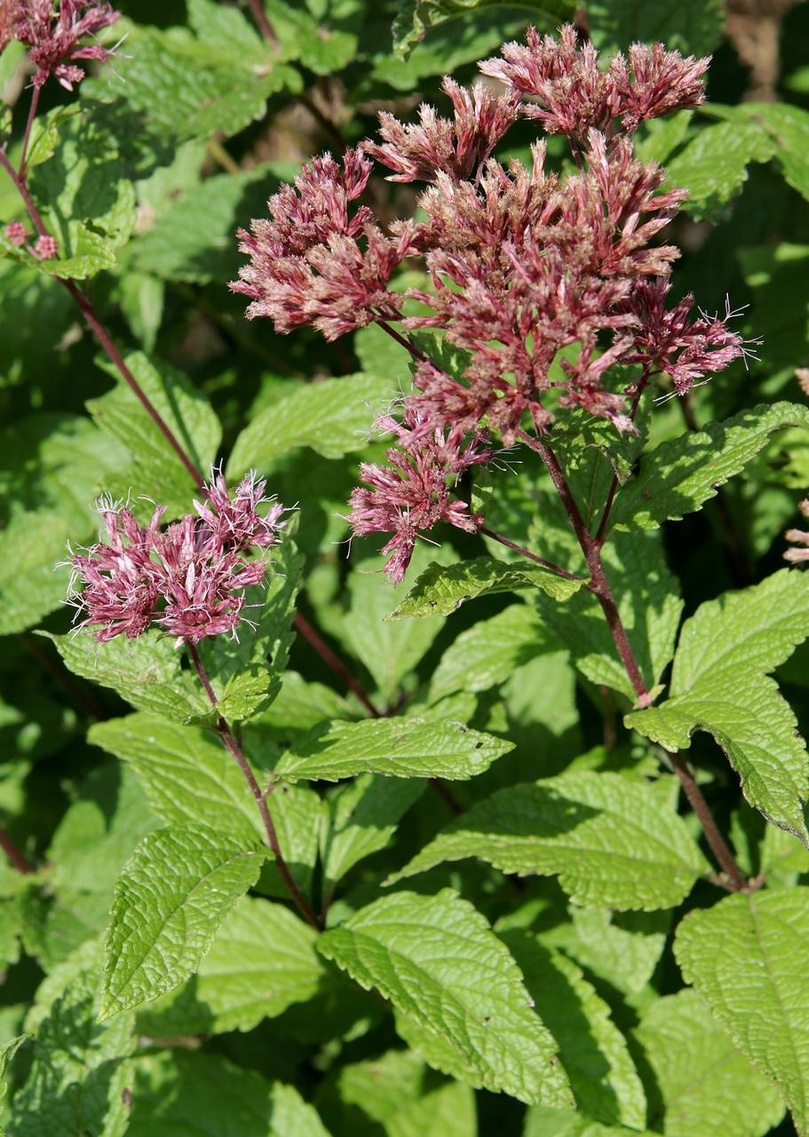 Photo of Dwarf Joe-Pye Weed